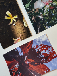 Limited Edition Nature Fine Art Print Set (4×6)