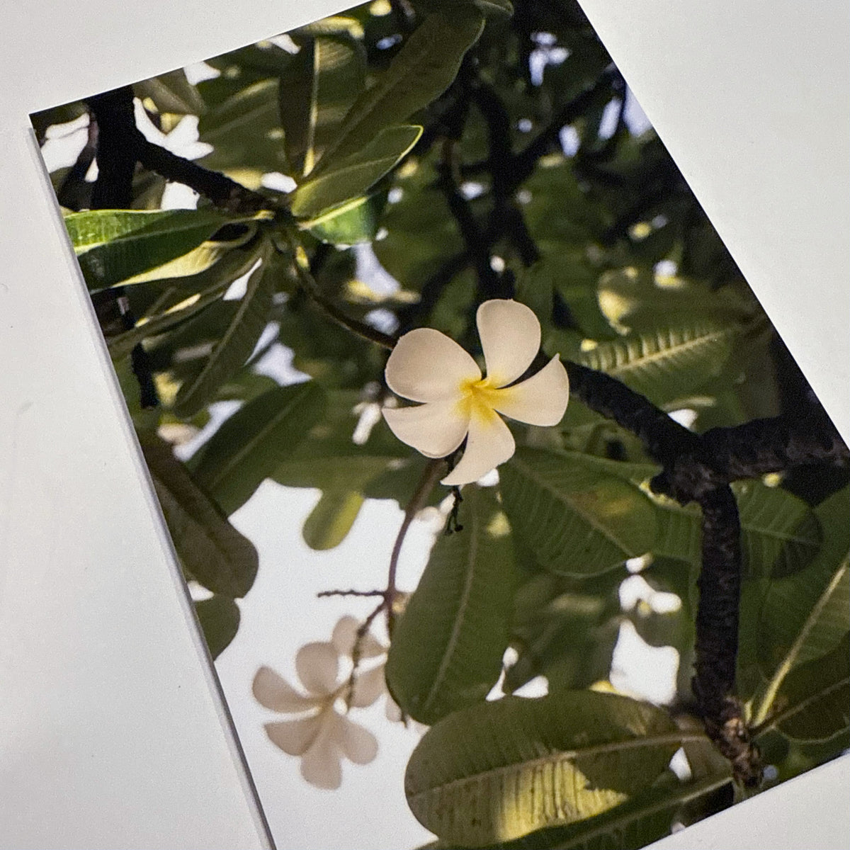 Plumeria, Soft Light — 4×6 Fine Art Print