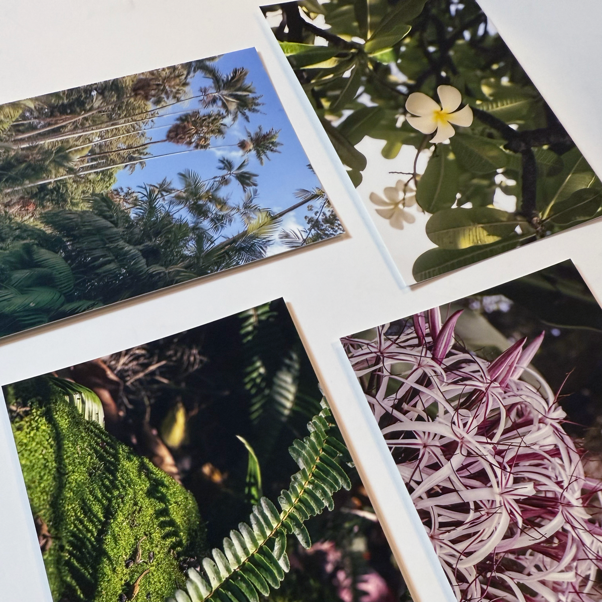 Inherited Wonder — 4×6 Fine Art Print Set (Limited Edition)