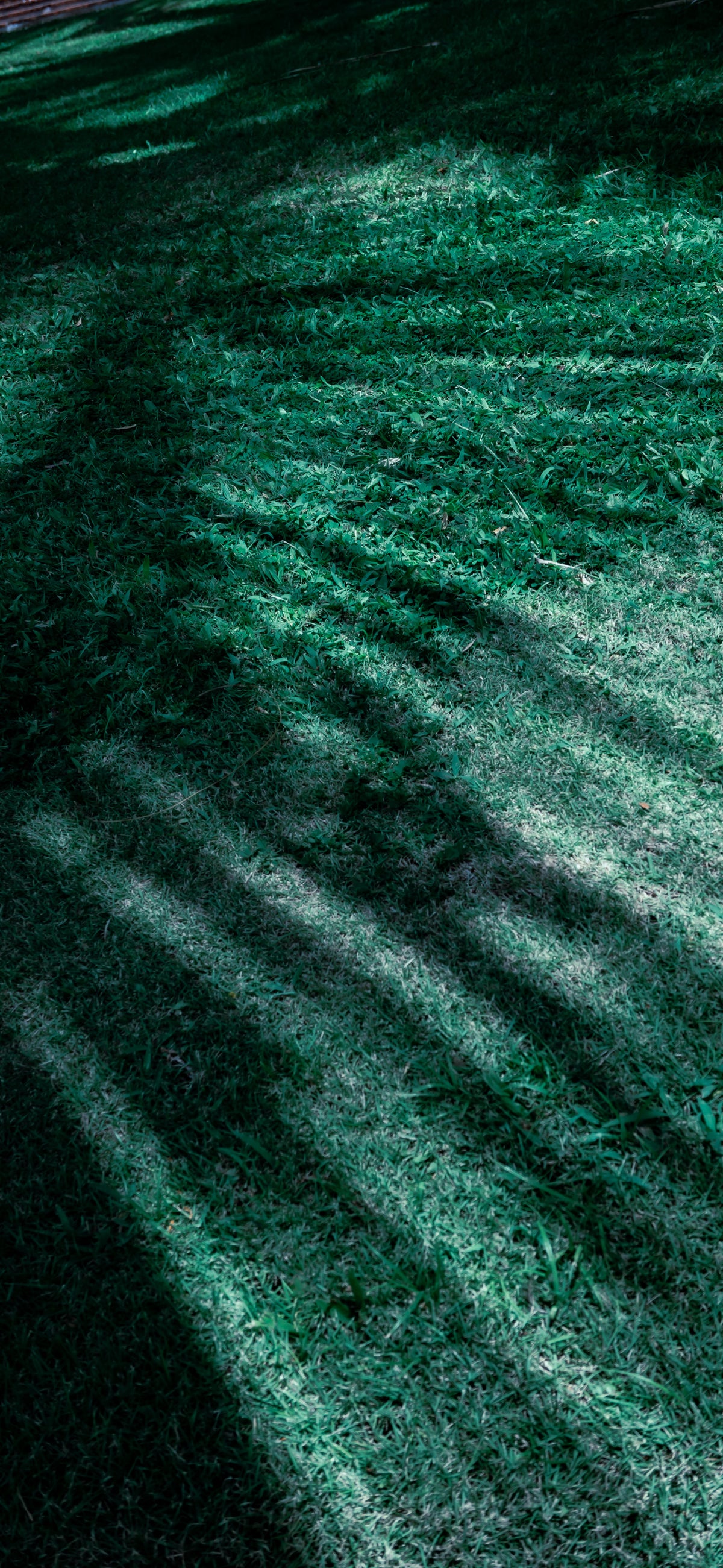 Palm Shadows — Digital Phone Wallpaper Set (Multiple Sizes)