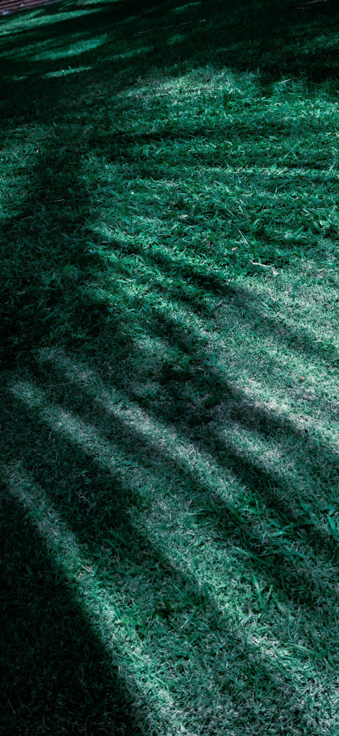 Palm Shadows — Digital Phone Wallpaper Set (Multiple Sizes)