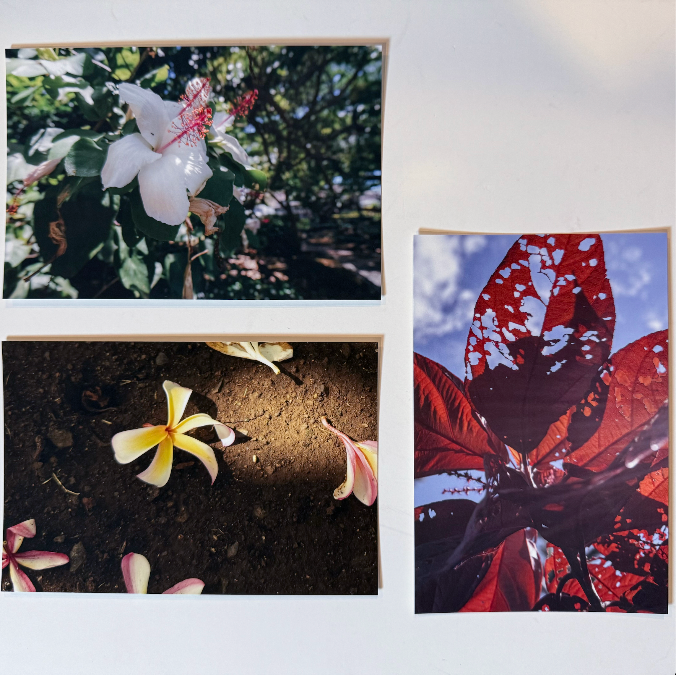 Limited Edition Nature Fine Art Print Set (4×6)