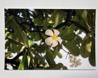 Plumeria, Soft Light — 4×6 Fine Art Print