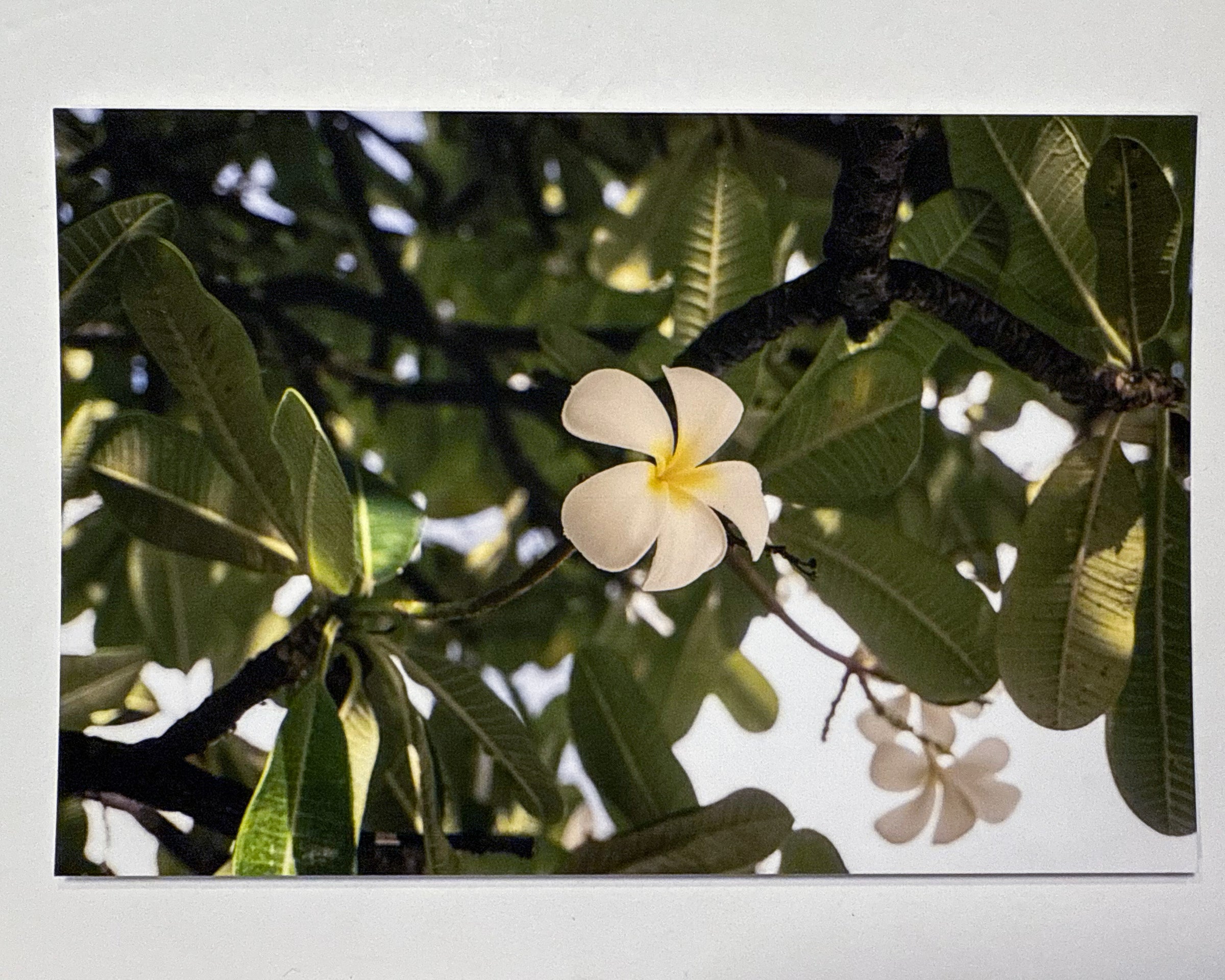 Plumeria, Soft Light — 4×6 Fine Art Print