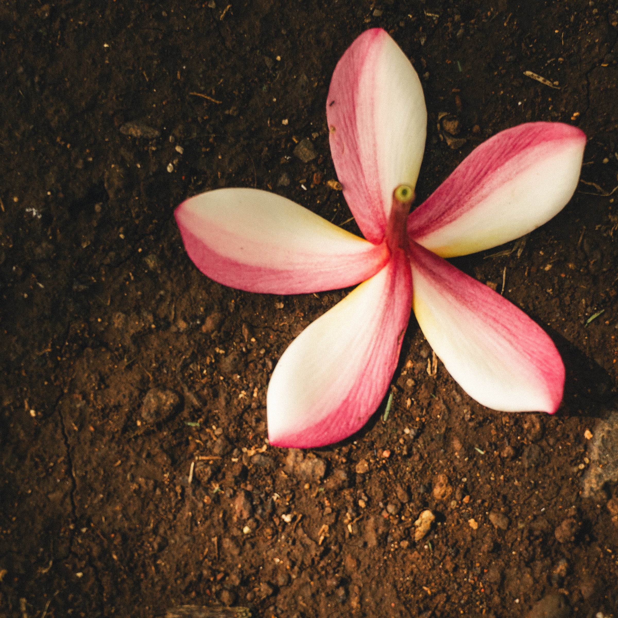 Mija Wallpaper Trio — Digital Download (Multiple SIzes)